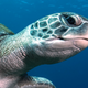 Illustration for article titled 10 Morally Reprehensible Turtles Who Deserved To Get Their Heads Stuck In Plastic Rings